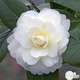 Camellia 'Dalhonega' : 7.5 Litres (blanc jaunâtre)