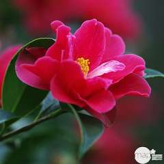 Camellia 'Freedom Bell' : 7.5 Litres (rouge)