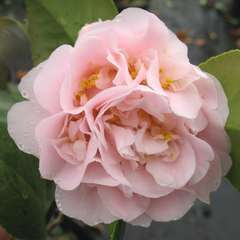 Camelia Japonica Kings Ransom : C.7,5L