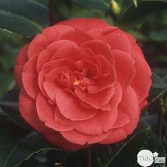 Camellia japonica 'Margherita Coleoni': 7.5 litres (rouge)