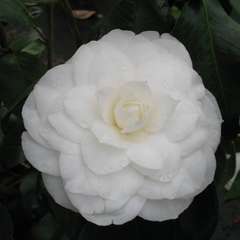 Camellia 'Nuccio's Gem' : 7.5 Litres  (blanc pur)