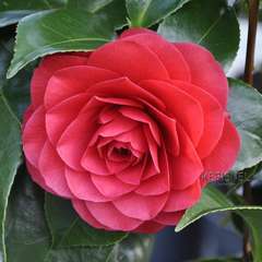 Camellia japonica 'Roger Hall ':7.5 litres (rouge carmin velouté)