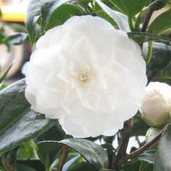 Camellia japonica 'Snow White ': 7.5 litres (blanche) | Truffaut