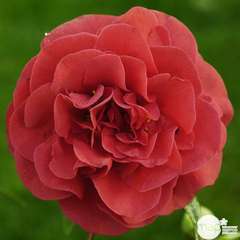 Camellia japonica 'Tom Knudsen ': 7.5 L (rouge cramoisi)