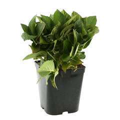Hydrangea macrophylla 'Green Shadow' : 5 litres (rouge pourpré)