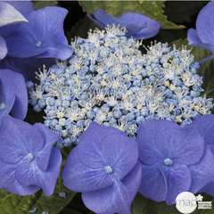 Hydrangea macrophylla ' Blue Sky ': 5 litres (bleu)