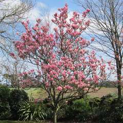 Magnolia x 'Heaven Scent ' : pot 7,5L