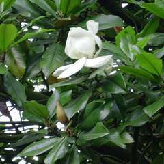 Magnolia grandiflora:pot 15L