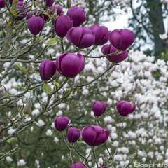 Magnolia x soulangiana-tulipier : pot 15L