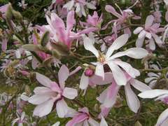Magnolia x loeberi 'Léonard Messel': pot 15L