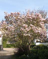 Magnolia caduc x soulangiana: pot 4L