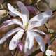 Magnolia loebneri Leonard Messel : 4 L (rose lilas)
