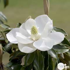 Magnolia grandiflora 'Little Gem': 7.5 litres (blanc crème)