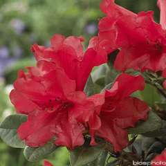 Rhododendron nain x 'Scarlet Wonder':conteneur 4L