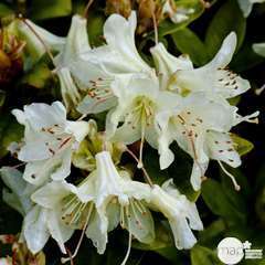 Rhododendron nain x 'Shamrock': 4 L (jaune vert-pâle)