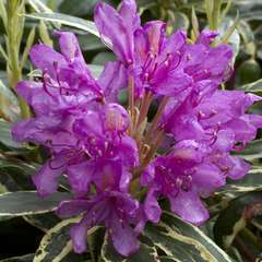 Rhododendron ponticum 'Variegata' : 15  litres (mauve clair)