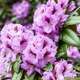 Rhododendron X Arthur Bedford : C.15L