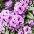 Rhododendron X Arthur Bedford : pot.15L