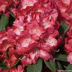 Rhododendron x 'Halfdan Lem':conteneur 15L