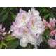 Rhododendron X Mrs C. Pearson : C.15L