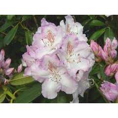 Rhododendron X Mrs C. Pearson : C.15L