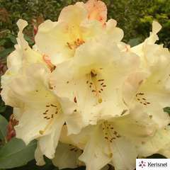 Rhododendron X Lem S Monarch : C.15L