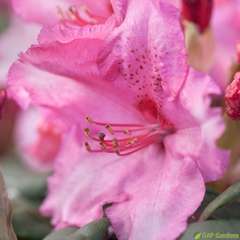 Rhododendron X Walkure : C.15L