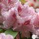 Rhododendron x 'Docteur Schweitzer' : 25 litres (rose clair macule)