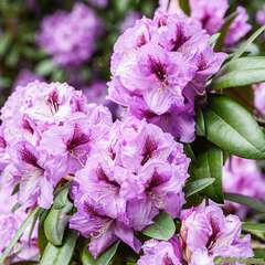 Rhododendron X Arthur Bedford : C. 25L
