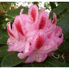 Rhododendron x 'Furnival's daughter' : 25 litres (rose macule rouge)