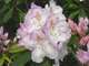 Rhododendron X Mrs C.Pearson : C.25L