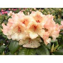 Rhododendron x 'Viscy':conteneur 25L