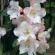 Rhododendron edgeworthii:conteneur 4L