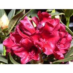 Rhododendron x 'Black Magic':conteneur 4L