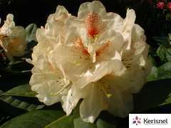 Rhododendron X Goldbuckett : C. 4L