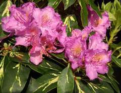 Rhododendron  Goldflimmer : C.4L