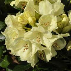 Rhododendron X Goldkrone : C.4L