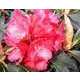 Rhododendron x 'Halfdan Lem':conteneur 4L