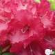 Rhododendron x 'Markeeta 's Prize':4 litres (rouge vif)