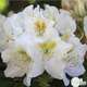 Rhododendron x 'Phyllis Korn' : 4 litres (blanc à macule jaune)