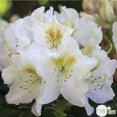 Rhododendron x 'Phyllis Korn' : 4 litres (blanc à macule jaune)