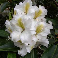 Rhododendron White and Gold : C.4L