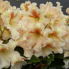 Rhododendron x 'Bernstein': C4L