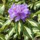 Rhododendron x 'Blattgold':conteneur 4L