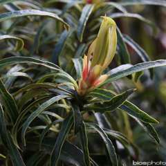 Rhododendron X Filigran : C.4L