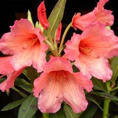 Rhododendron X Old Copper : C.4L