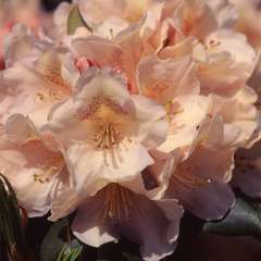 Rhododendron x 'Souvenir of Wc Slocock':conteneur 4L