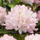 Rhododendron X Picotee : C.4L