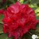 Rhododendron x 'Wilgen 's Ruby':4 litres (rouge foncé)