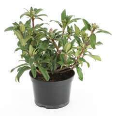Rhododendron x 'Anastasia':conteneur 7.5L